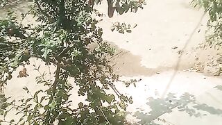 tree beautifuland