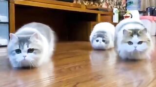 cat approaching