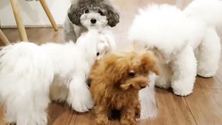 Poodle puppies playing