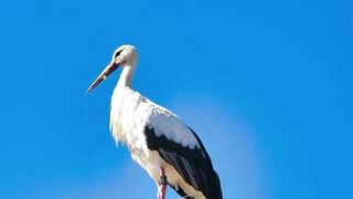 white stork
