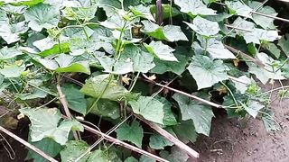 The Shasha is a best famous of water