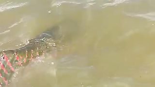 What is the Name Of This Gaint Fish