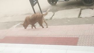 রোজা ভঙ্গ করতে চায় কুকুরটি
