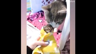 Funny cat