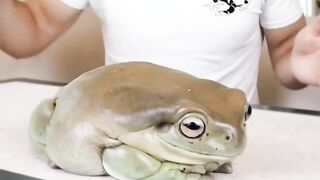 The largest frog