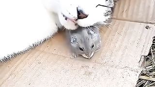 Tom and jerry