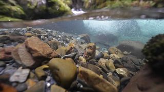Alaska has the most relaxing rivers