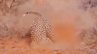 what is the leopard's prey
