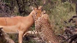 Surrendered Deer