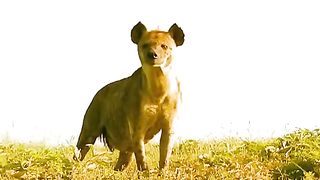 Heyna's group harasses Lion