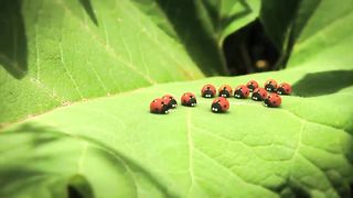 _Racing Bugs