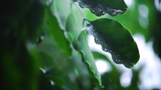 rainny day