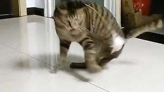 Funny Cat