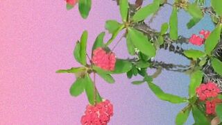 Blossoms in March