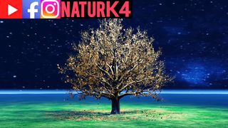 pretty tree