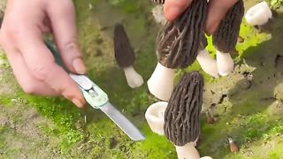Mushroom collection