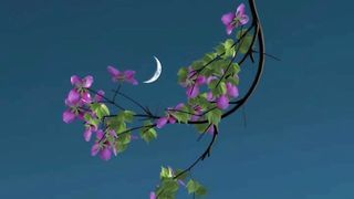 nature pretty