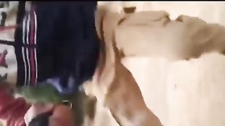 The cow does not kill him????????