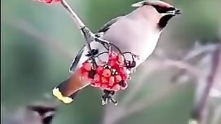 A Beautiful Bird