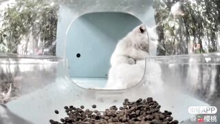 Mr. Polar Bear (Look at the way he is sitting)