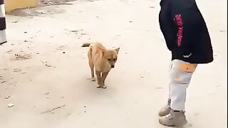 Berdansa dengan anjingku