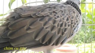 Natural Birds Voice, Bird Natural Sound Part-1