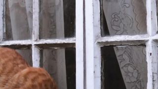 the cat