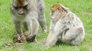 Monkeys