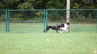 the dogs