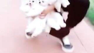 Puppies