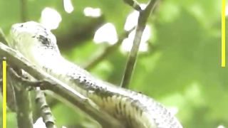 ইদুর নিধনে দারাশ সাপ