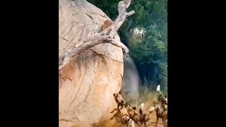 Epic attack wild dog fight against deer.