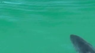 Horror...the shark...runs away...  https://k.kwai.com/p/TxgCf5Cd