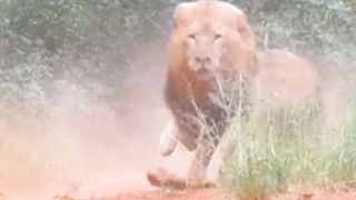 Tiger vs Lion...Tiger Fights And Kills 2 Lions To Prove Who Is The King...Latest Lion Vs Tiger