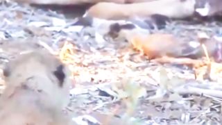 Hyena Attack BaBy Lion | The Early Days Of Life ( English Sub )
