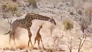 Mother giraffe kicks lion's head hard to save herself, the cruel life of wild animals