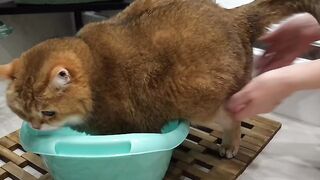 Spring Cleaning Cat ???????? | Cat Videos That'll Make Your Heart Melt ????"