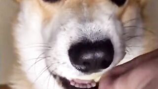 Funny dog