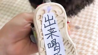 Funny video
