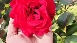 sad video