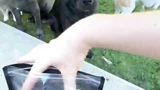 Dog feed...