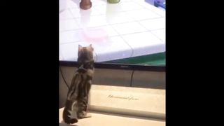 Funny and cute cat funny video