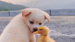 Fun time puppy and ducklings ❤️