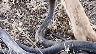 Snake fighting with