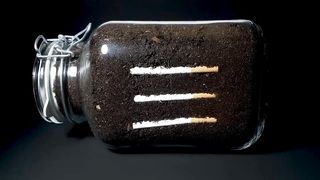 Cigarettes in soil: 1 year. Photo Owl Time Lapse / Biology
