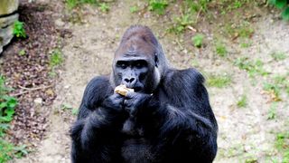 Gourmand Gorilla: A Delightful Feast with a Funny Twist#Funny#Animals#Gorilla