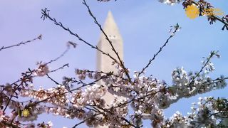Nature: Cherry blossoms in Washington, D.C