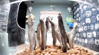 A Surprise For Cats ????????(cats)