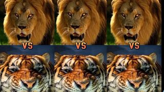 Lion vs tiger ,hyena,bull shark,nile crocodile,bear,polar bear, jaguar, HIPPO,etc, bite force PSI.