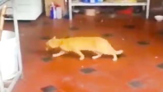 Animal interaction Compilation